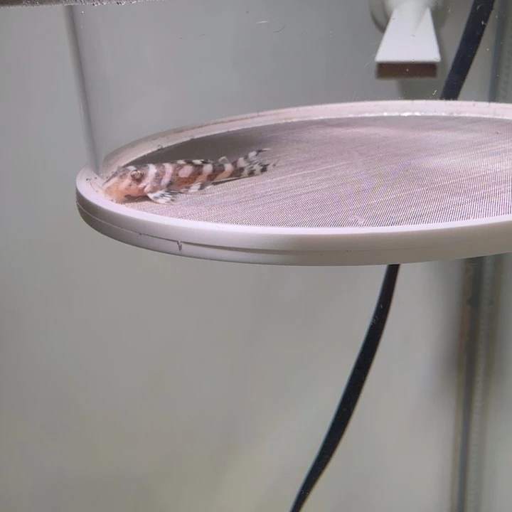 海水鱼30号欧系333