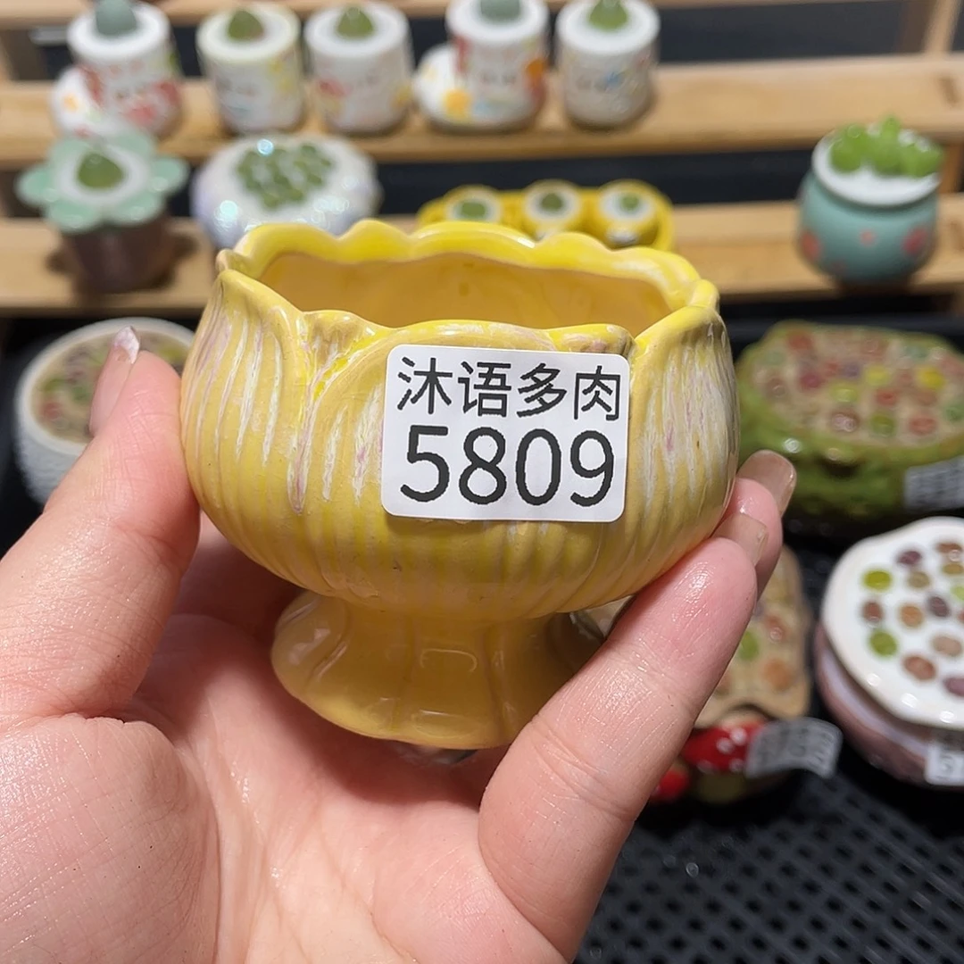 L****带盆土植物 一物一拍5809