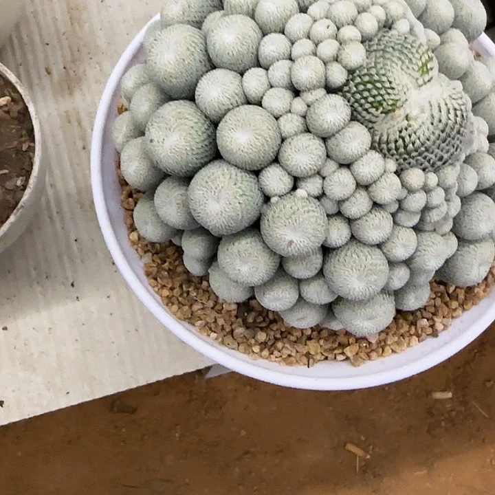 正***音自根月世界