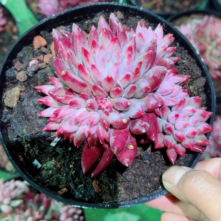 精品多肉植物老桩