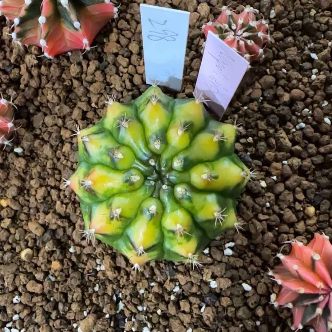 泰国米哈298-0113