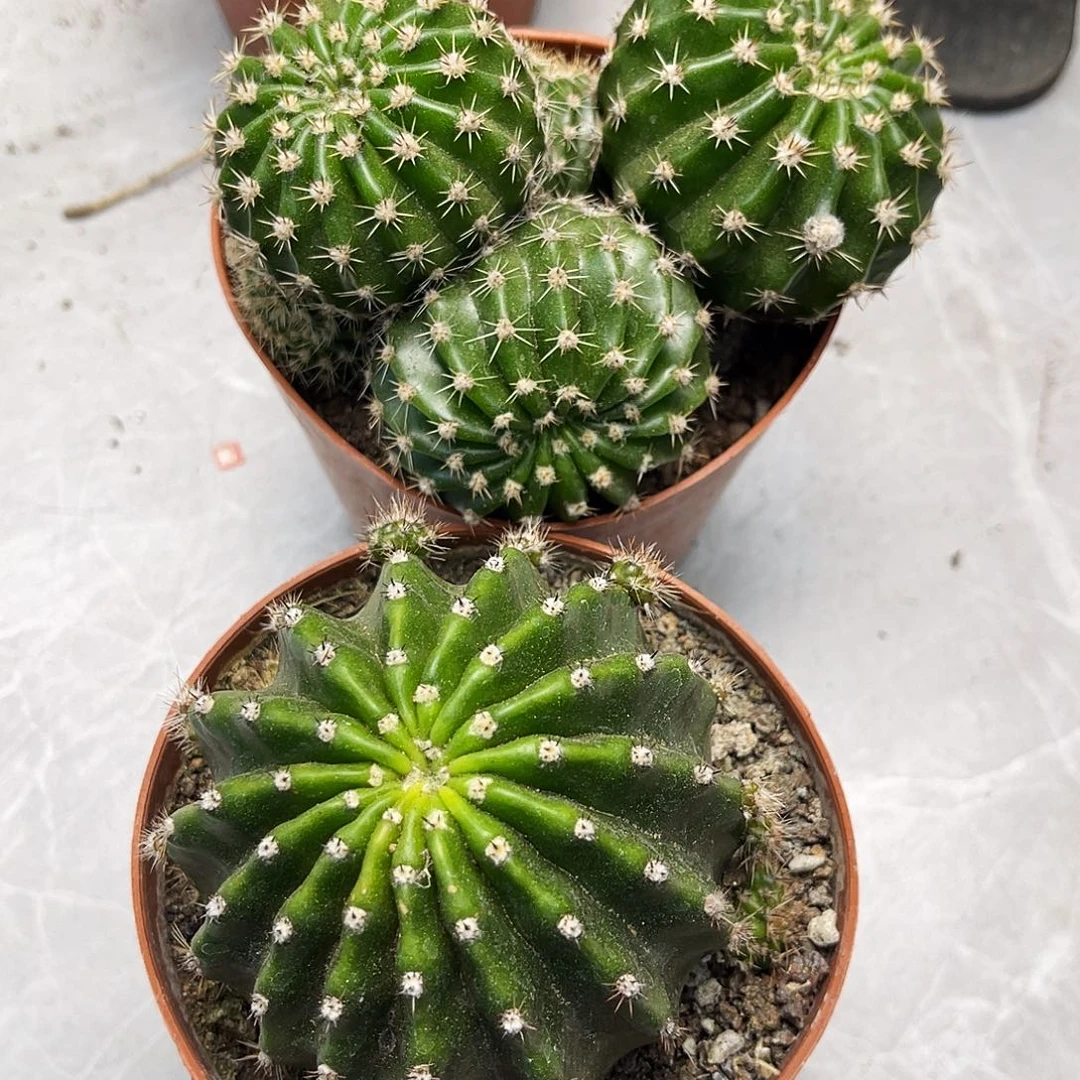 彩草200号和96号组