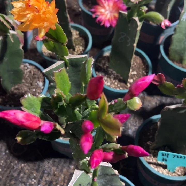 天***梦81号红桑巴，8888888888