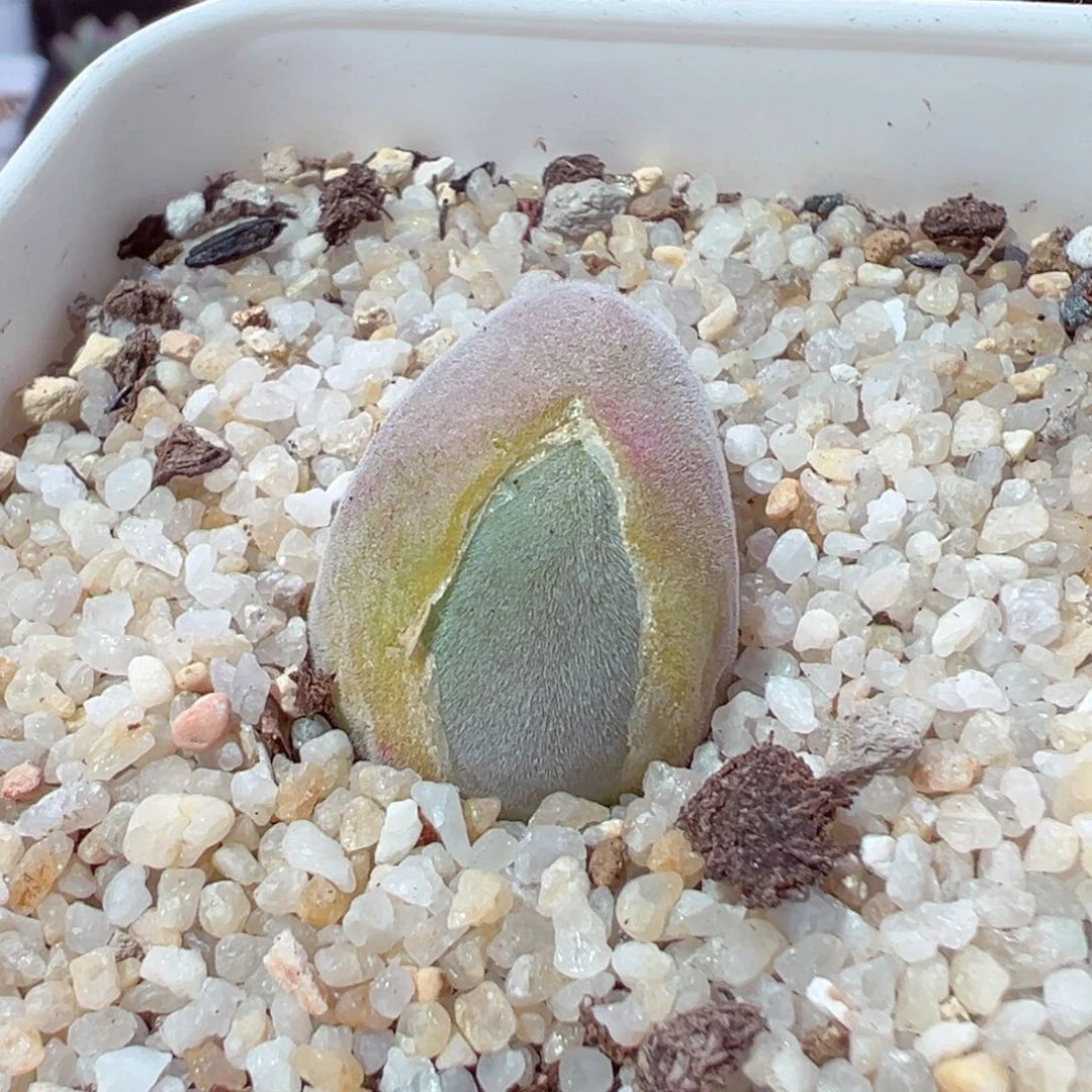 K****?207-509.我的小猪