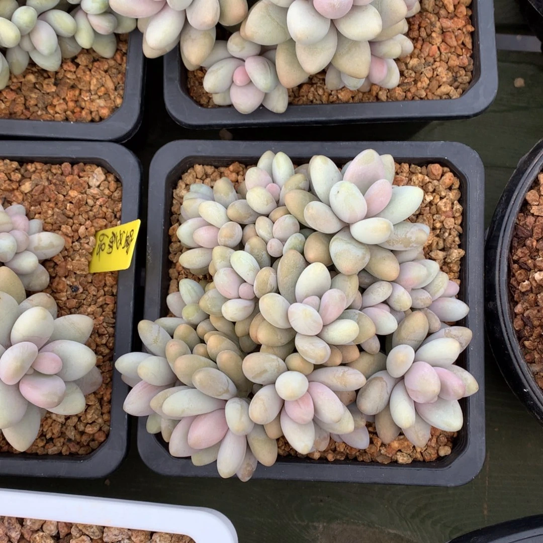 蜜多丽 多头 一颗