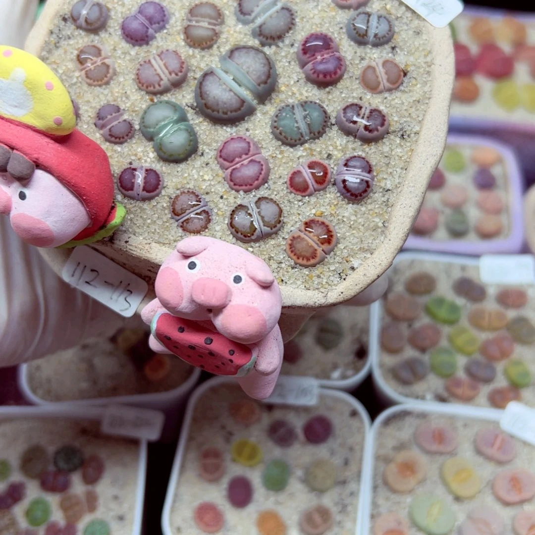 涵***！112 124优秀的肉肉