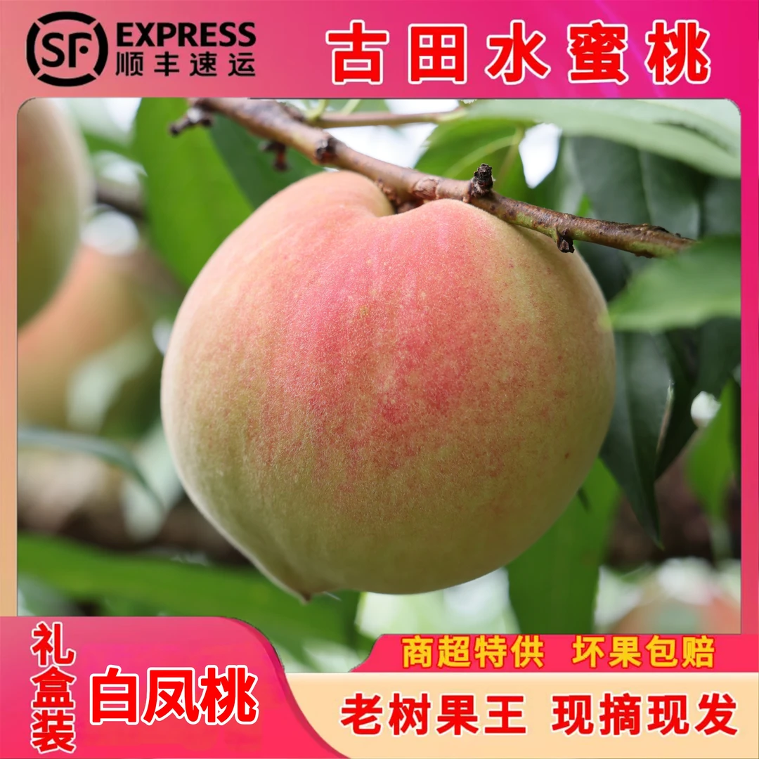【顺丰速发】正宗古田白凤水蜜桃脆甜桃子孕妇当季新鲜水果现摘大果