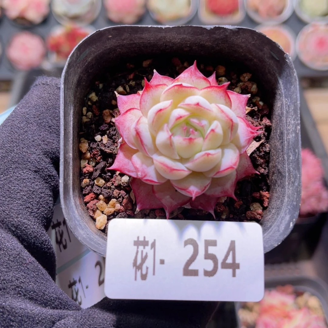 花利美1-254女王