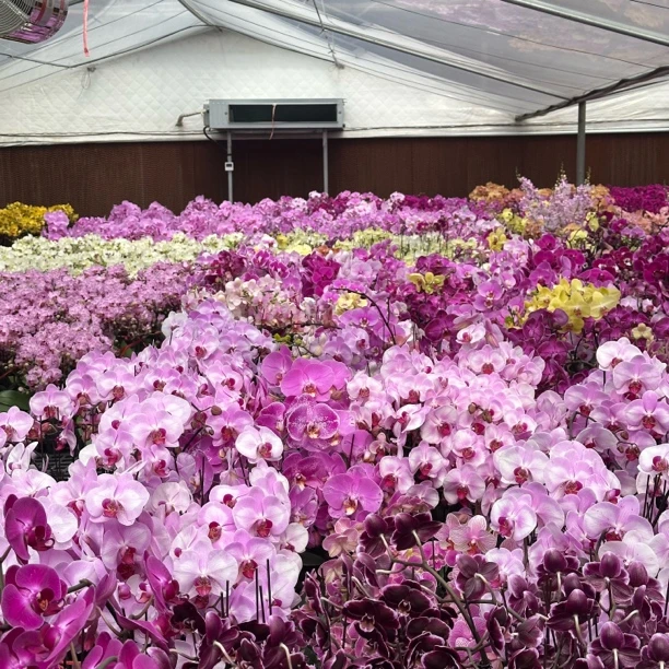 【多种花】大花 随机发不指定品种  蝴蝶兰懒人花 室内花卉 花期长