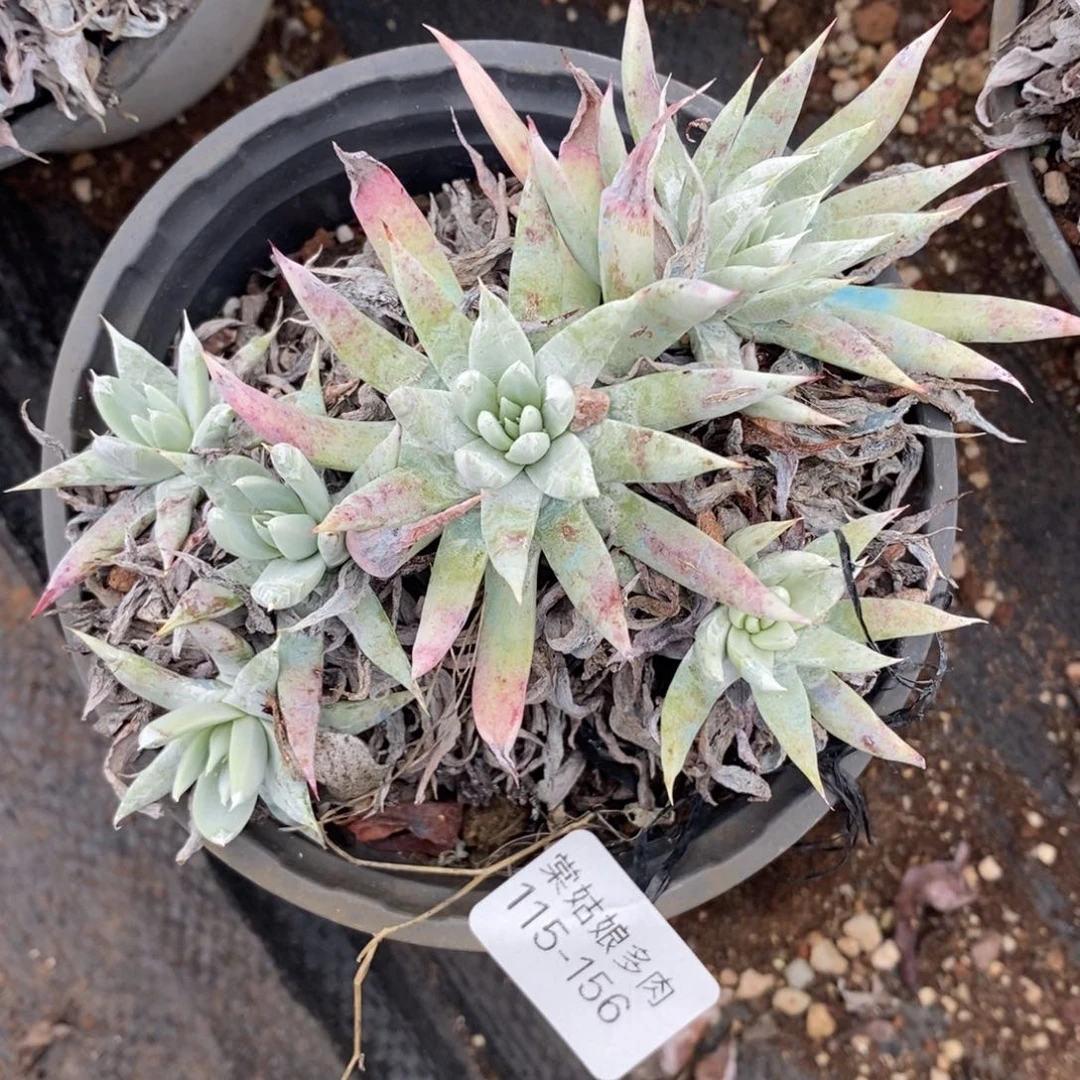 156号奴婢吉娜小可爱