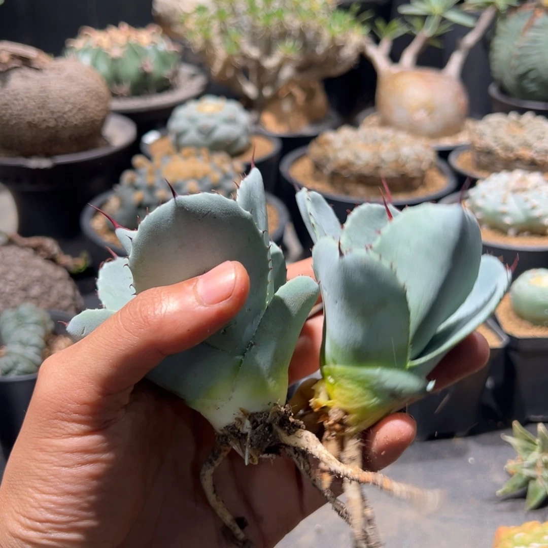 圆叶福克斯龙舌兰