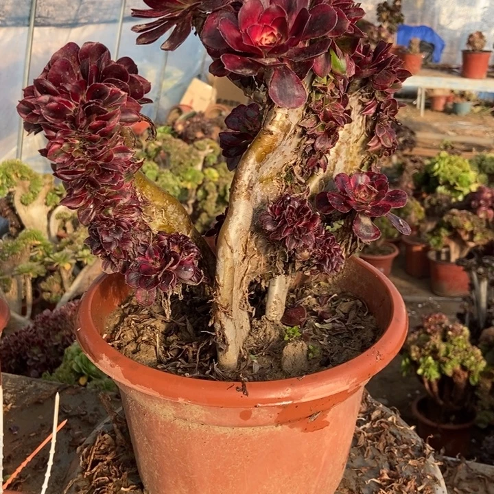 光***狂D597香卖儿老庄老庄