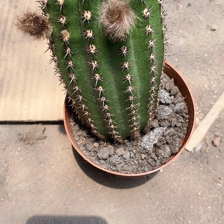 大法三毛花毛花346889