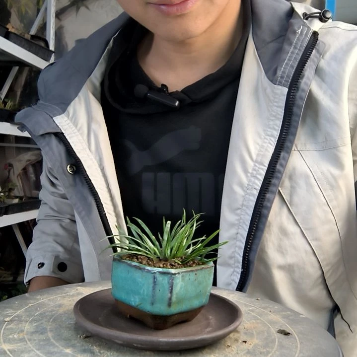 ?****?小盆景小植物一物一拍217