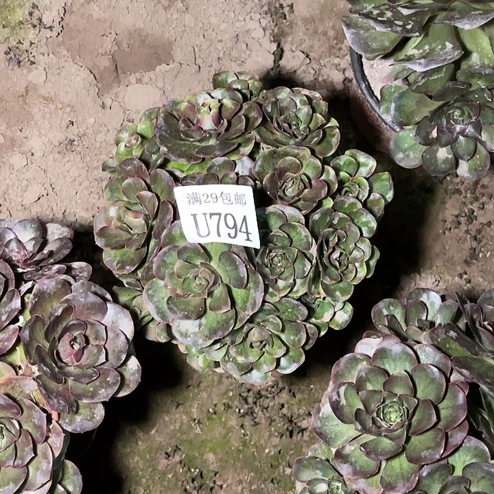 794魅金玫瑰   多肉植物