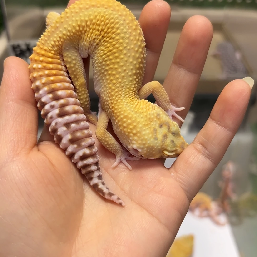 豹纹守宫豹纹守宫