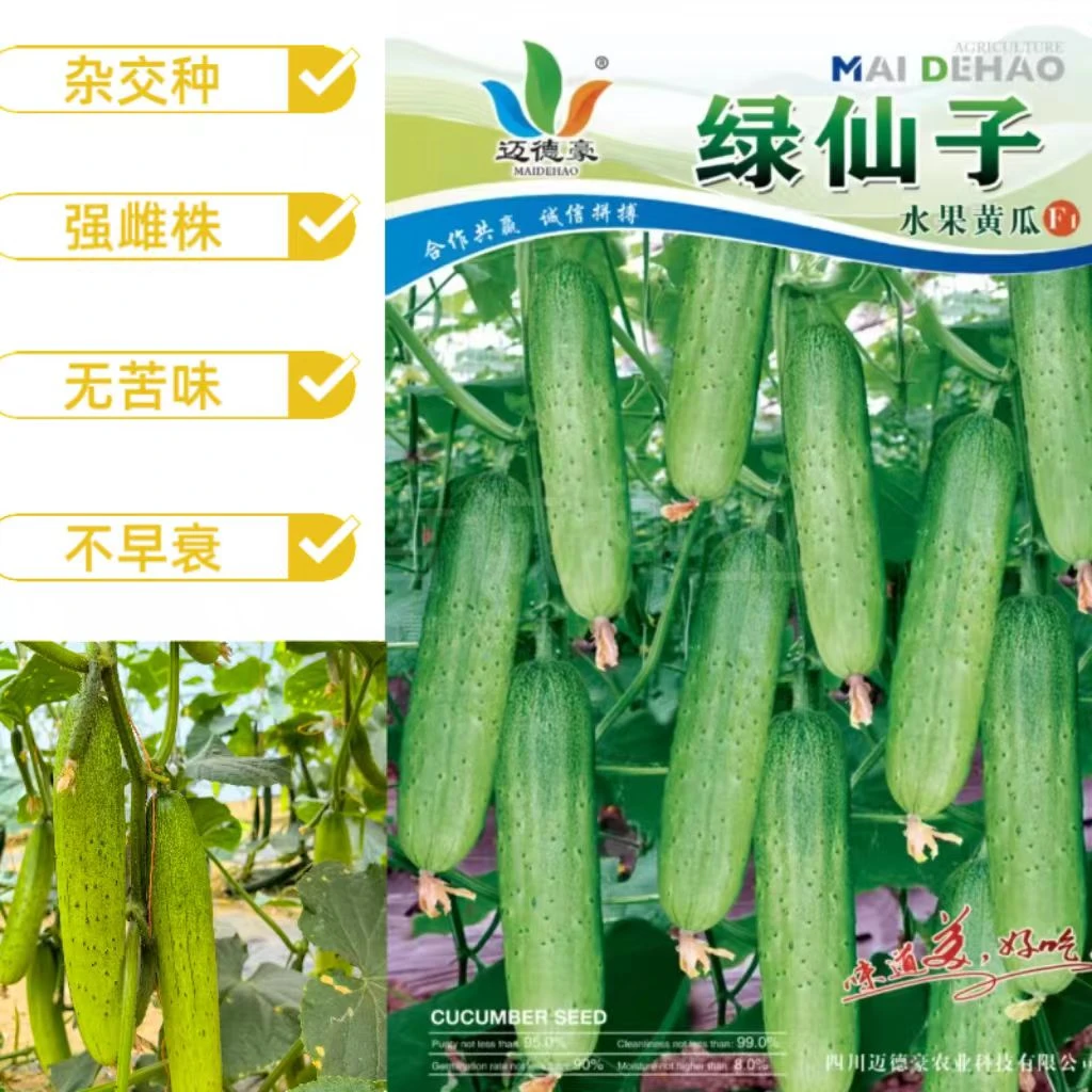 绿仙子水果黄瓜种子强雌杂交早熟抗病无苦味肉厚心腔小不早衰耐贮