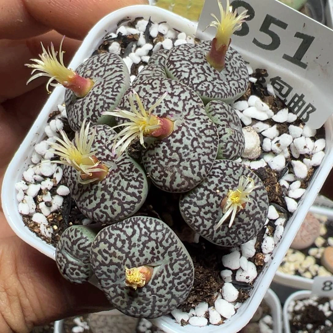 【闪购商品】 851。