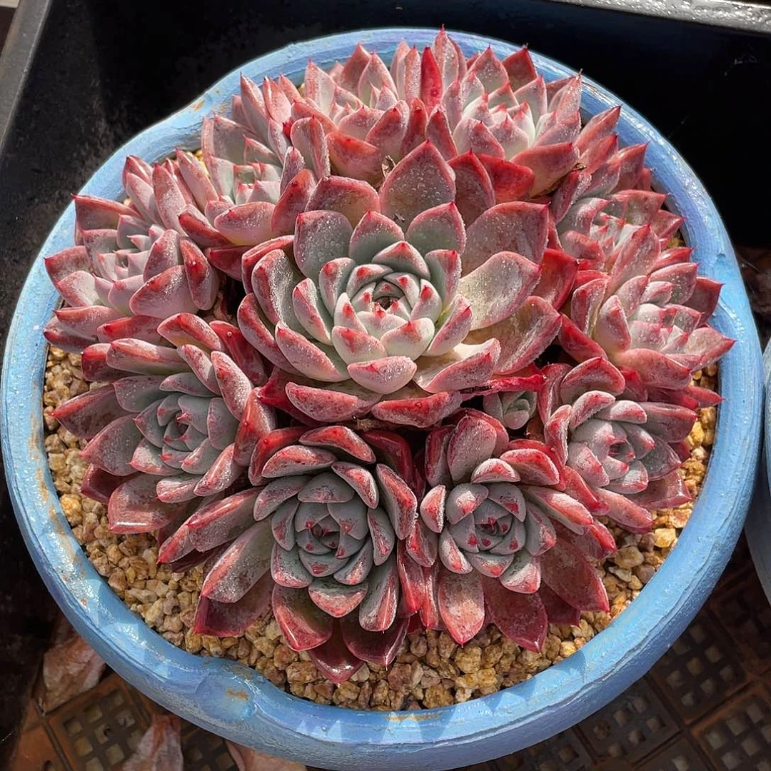 多肉植物一物一拍