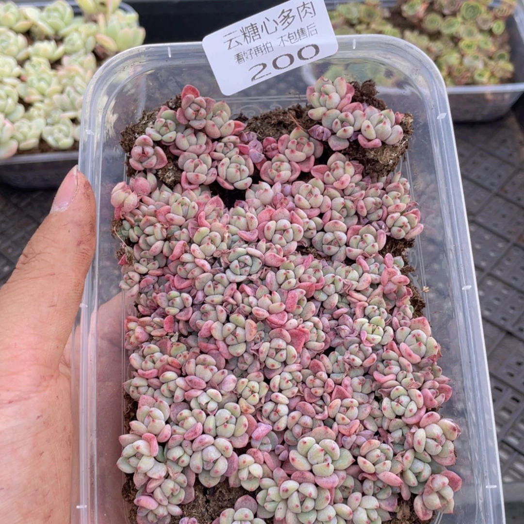 云糖心多肉植物200