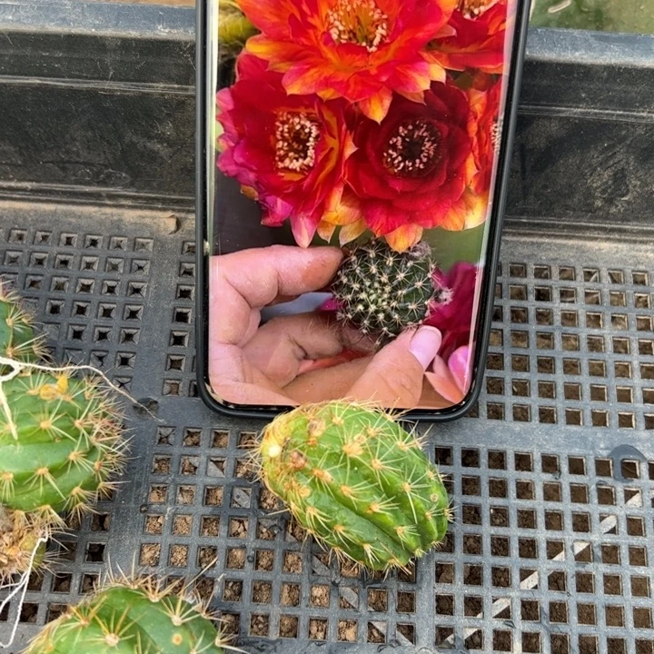 1丽花111虫咬斑歪无根侧芽3公分左右20包邮