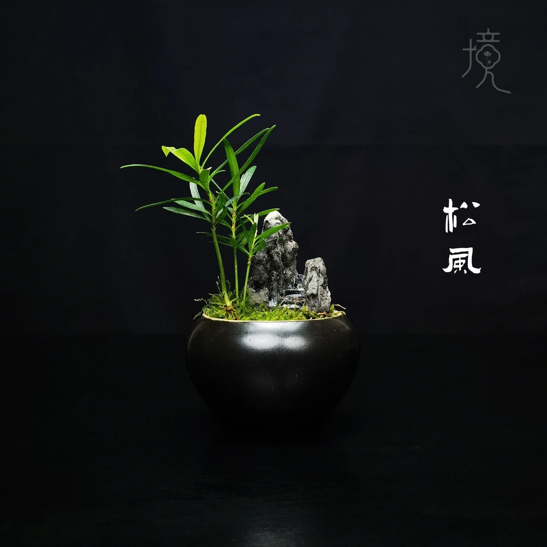 [松风]罗汉松创意真绿植室内小盆栽中式禅意国风枯山水摆件11*5cm