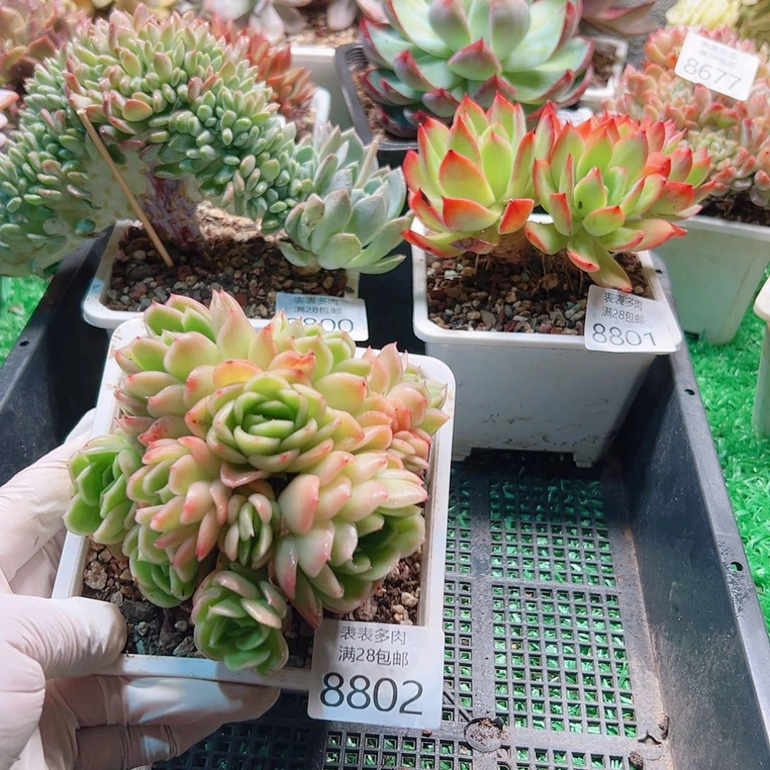 无花朵多肉一物一拍8802