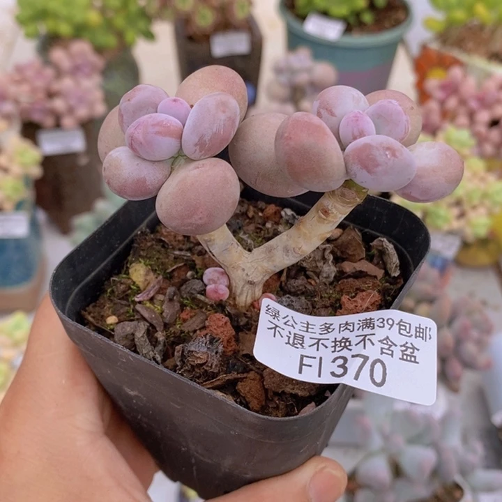 彩虹奶370多肉植物