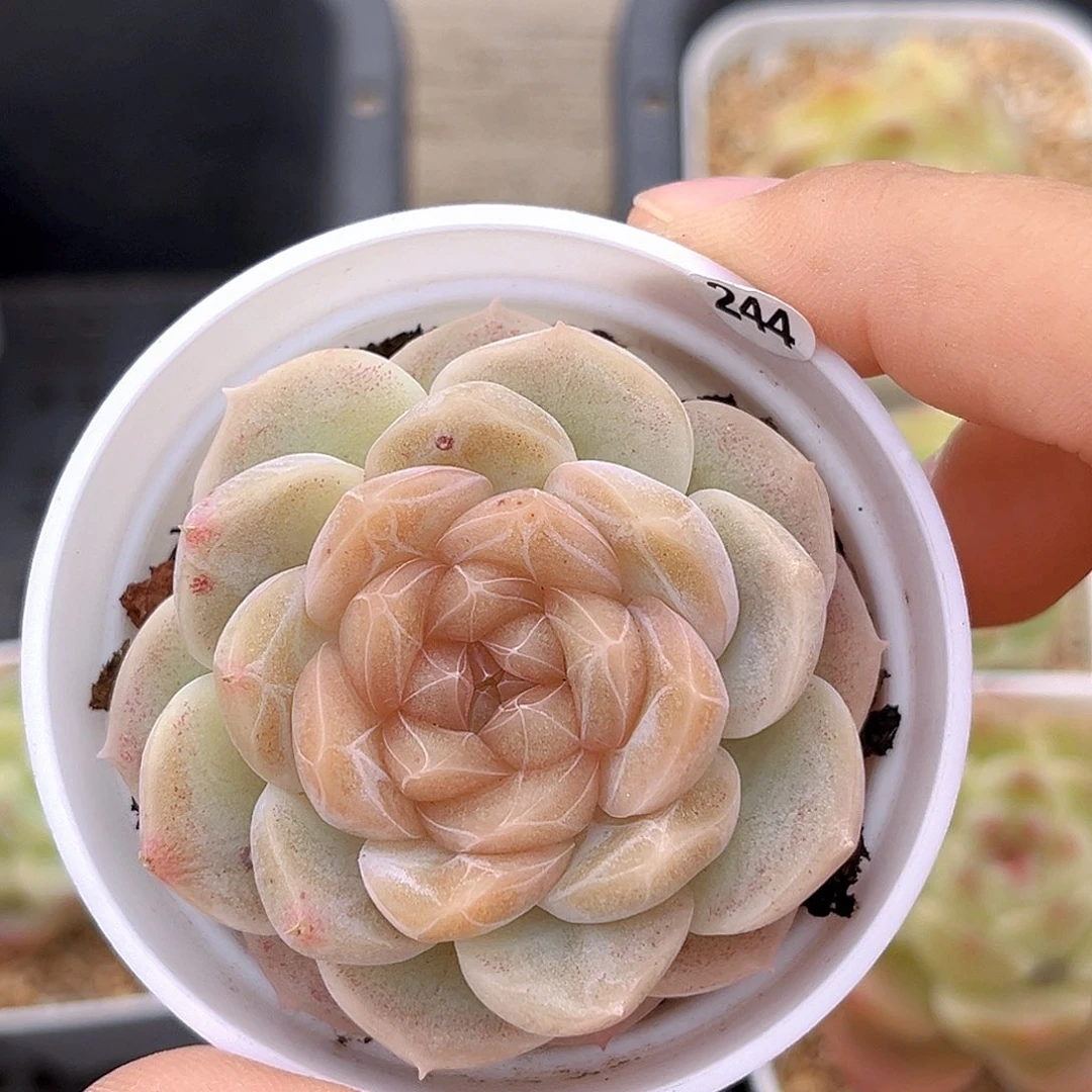 244 冰岛珍妮 满18包邮