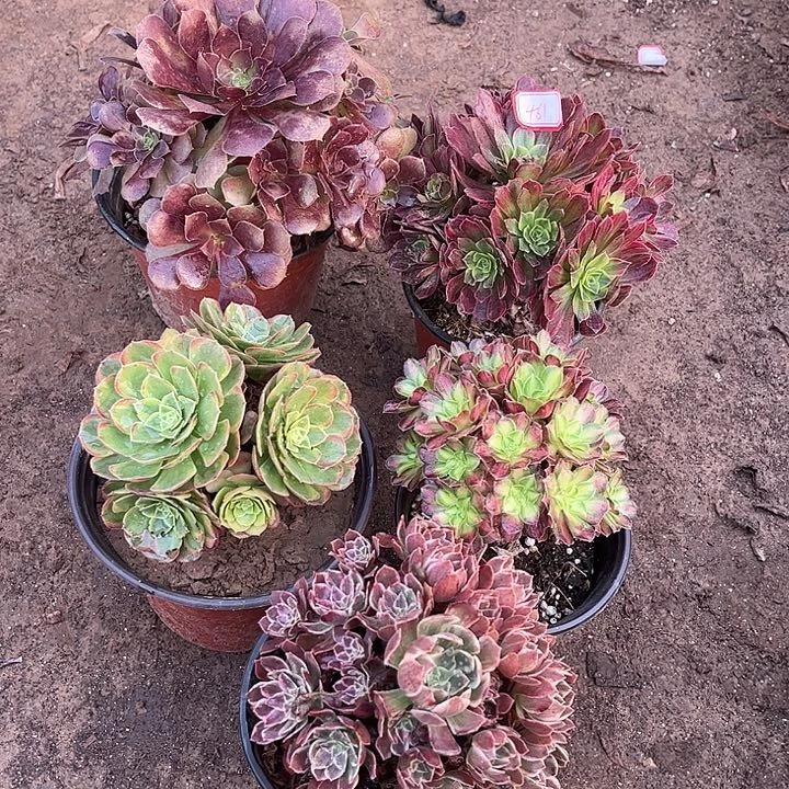 461多肉植物组合，