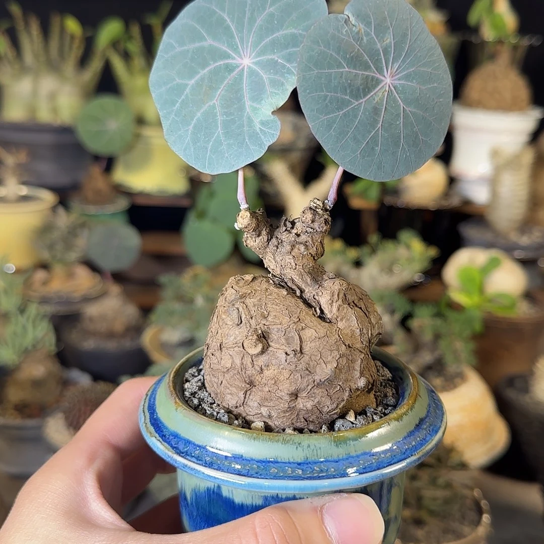 一物一拍老家一叶龟52