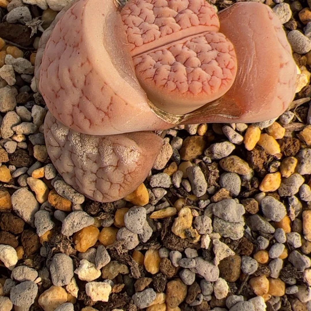 ?***霸0375号 189Oz多肉植物