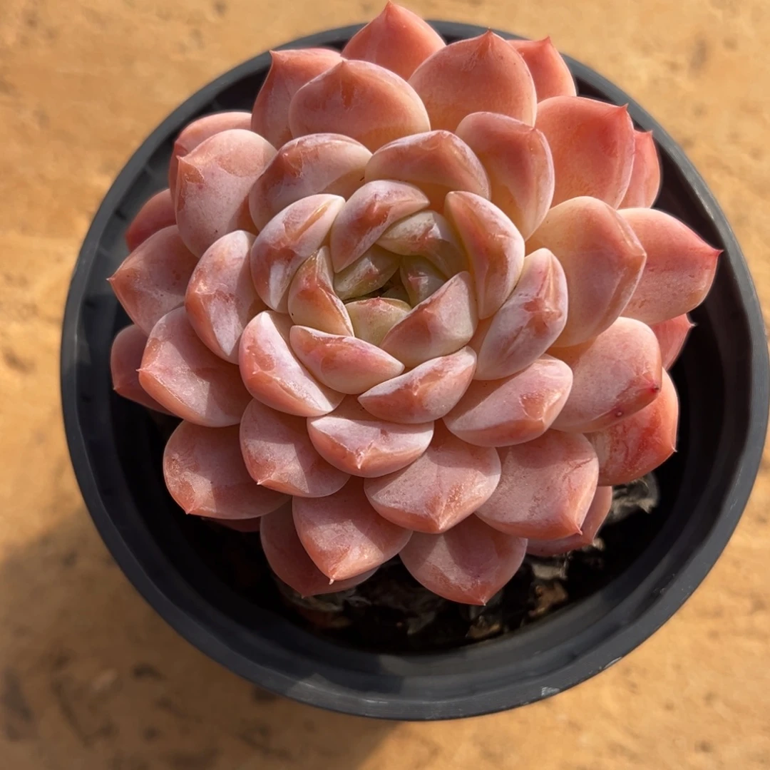 冰魄美肉多肉植物