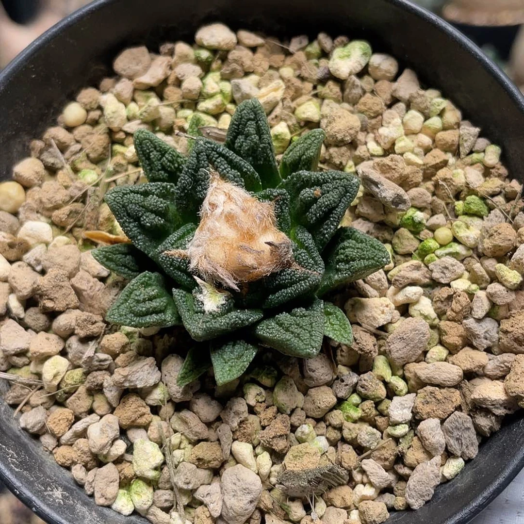 辛顿牡丹包邮带盆发