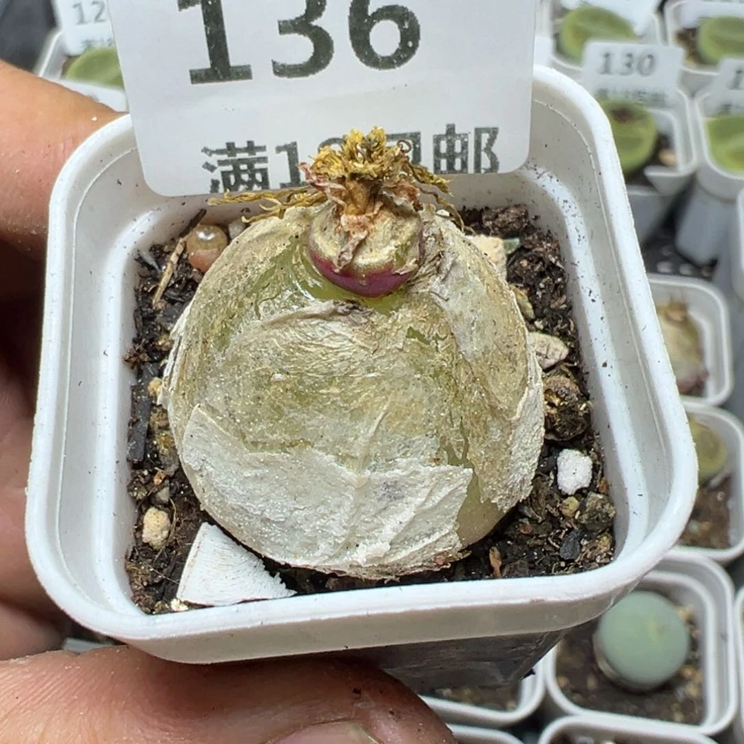 【闪购商品】 136.