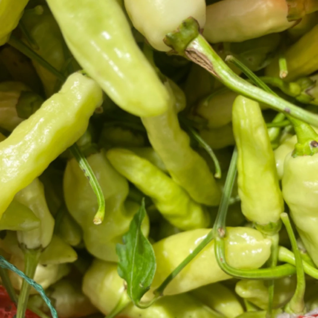 【农乡阁甄选】白辣椒