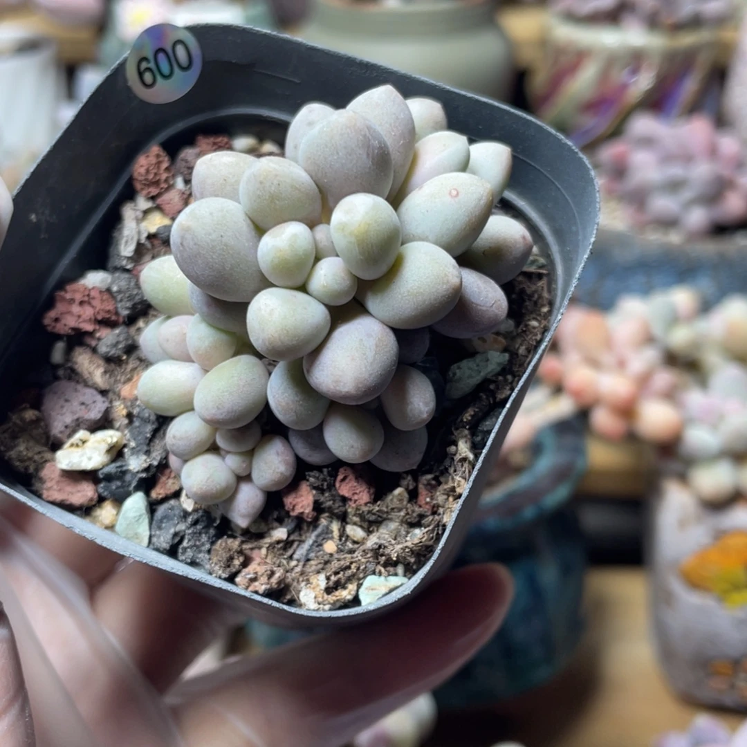 仙子奶酪出奶尖出血斑