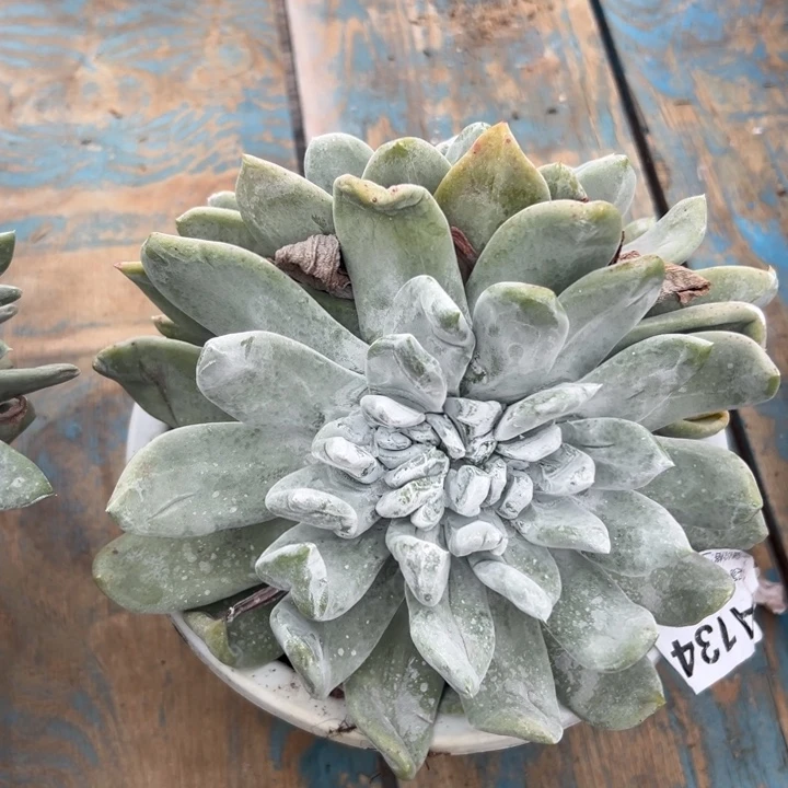 卷毛准四头～一物一拍134