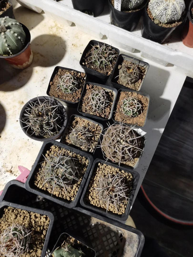 绯仙人球夏型种绿植盆栽适合桌面阳台办公室摆放