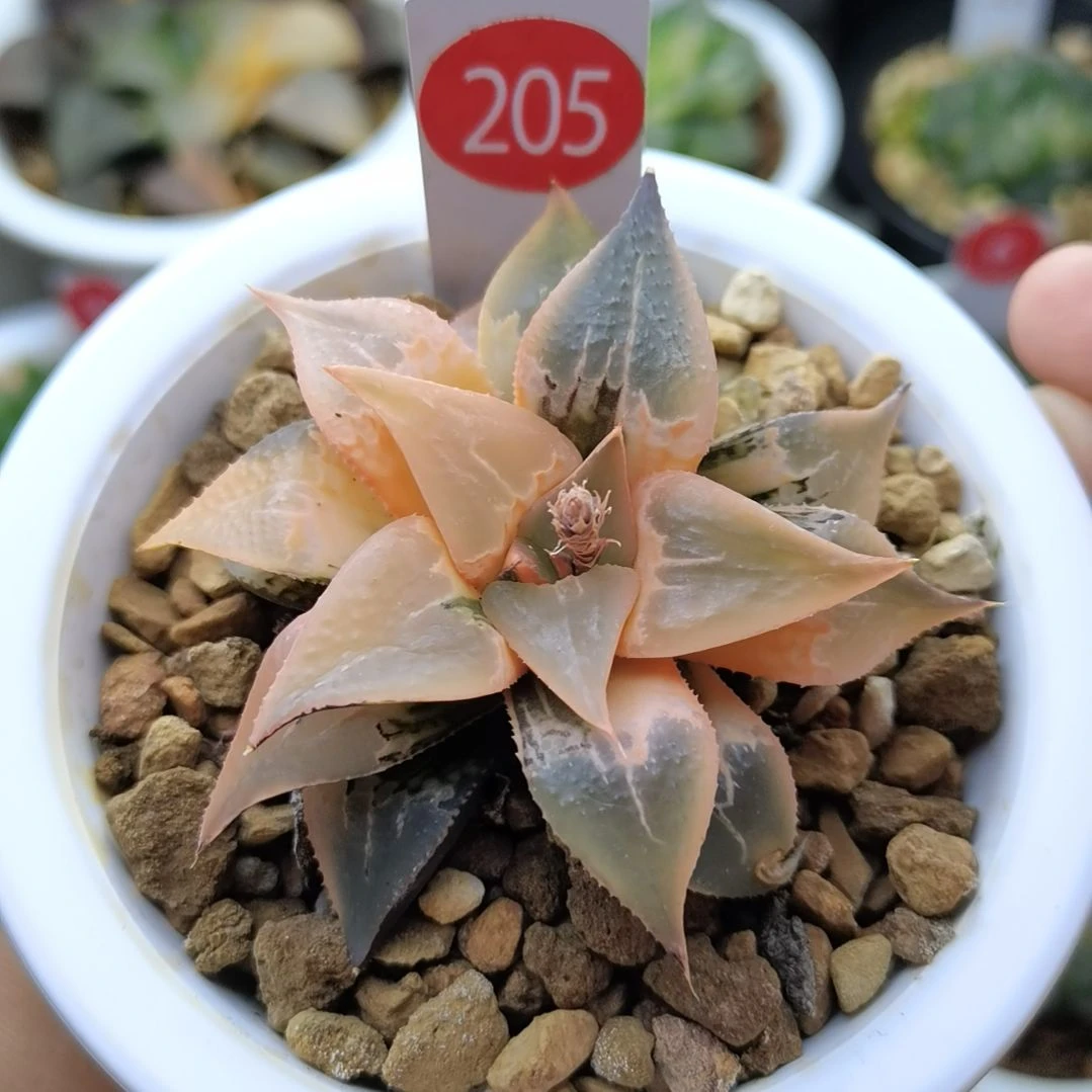 205号酒吞童子锦一物一拍带盆土发货