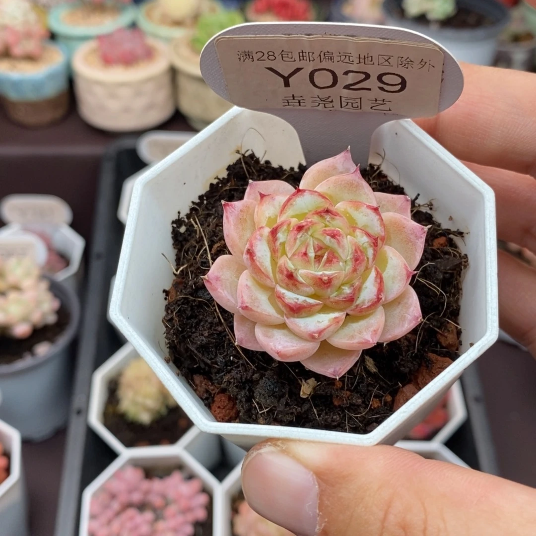 0029 天鹅绒 4cm