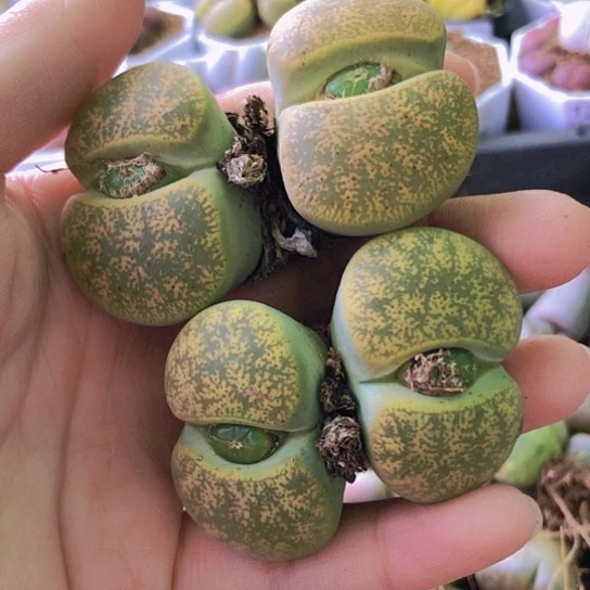 无花朵1128，两颗大双头