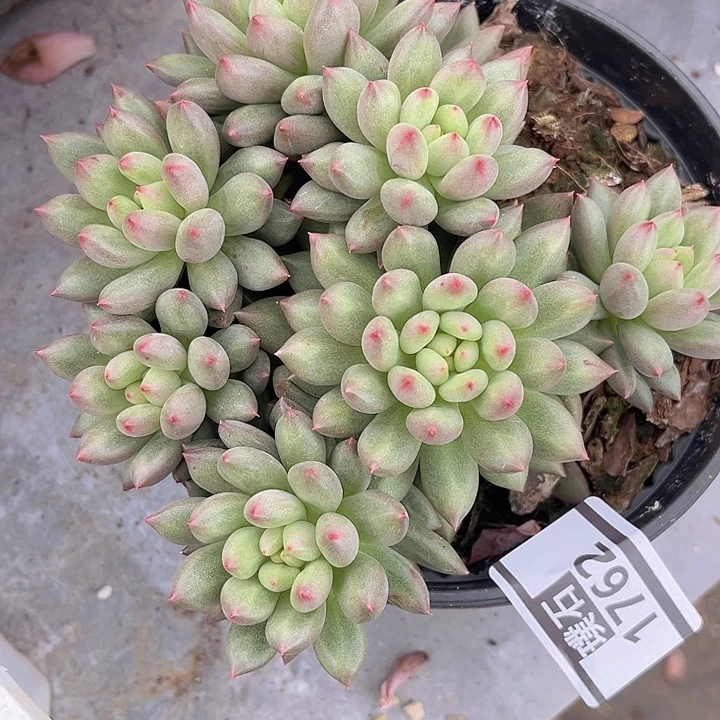 岩字1762多肉植物