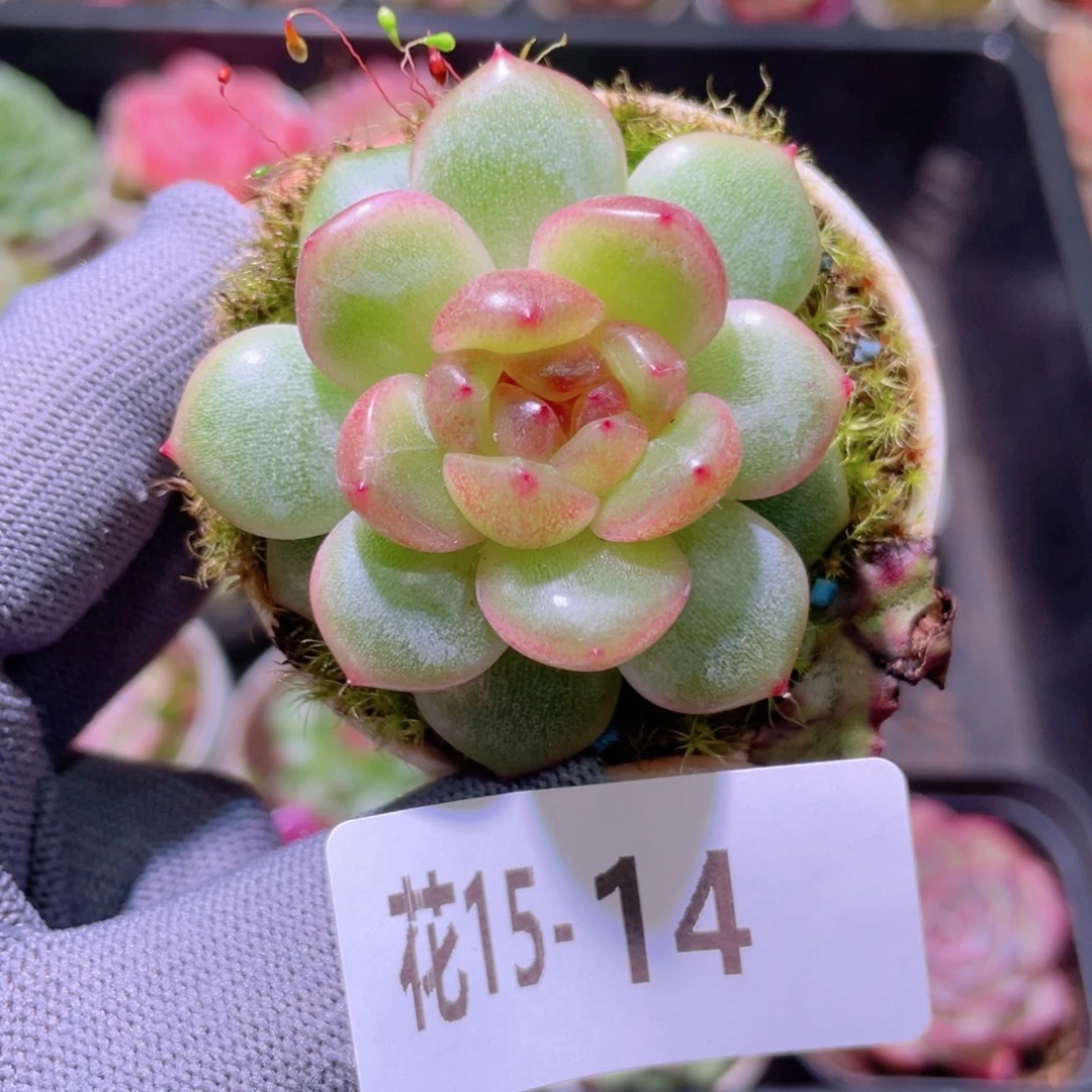 花利美15-14新品珍妮