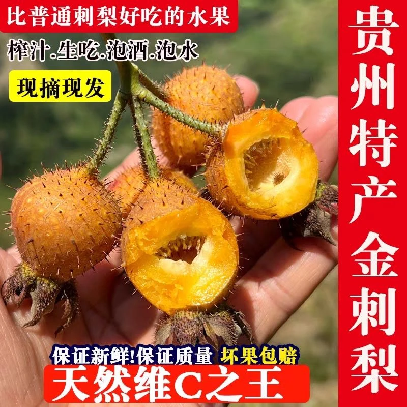 贵州金刺梨无籽鲜果VC刺梨生吃泡酒之王泡水野生新鲜水果