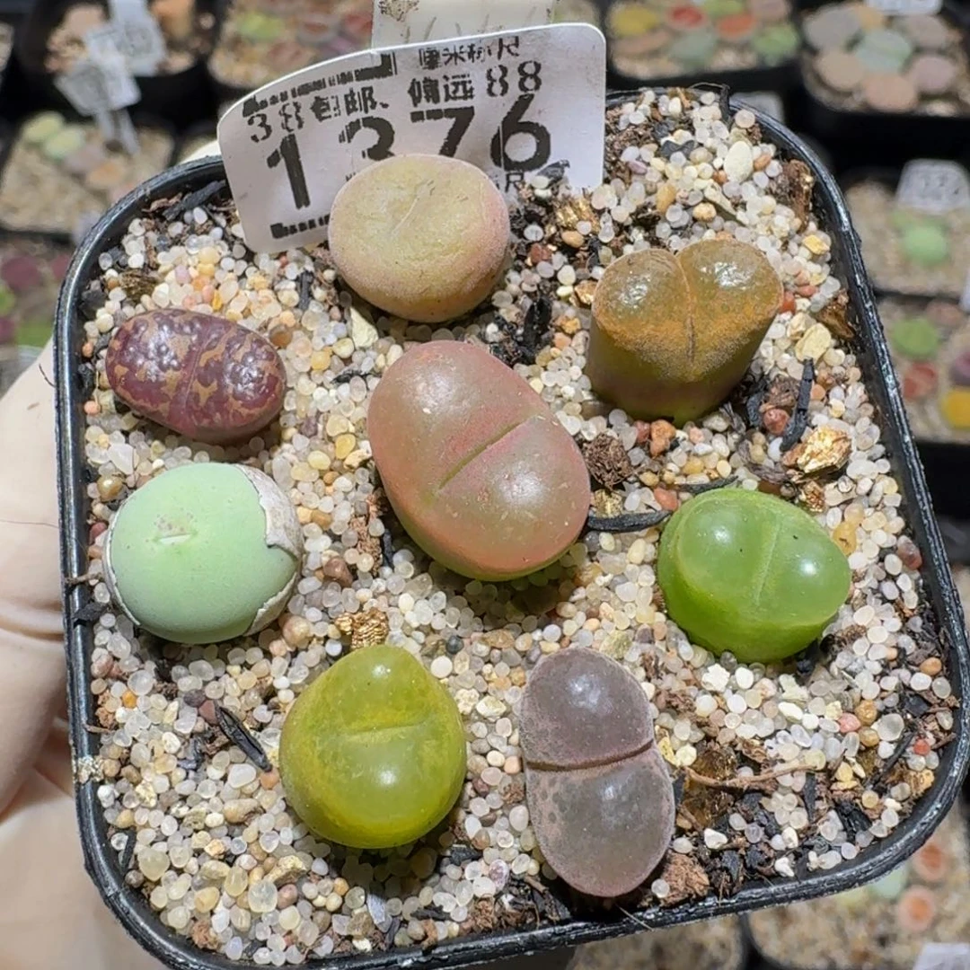 zzzz精品生石花1376