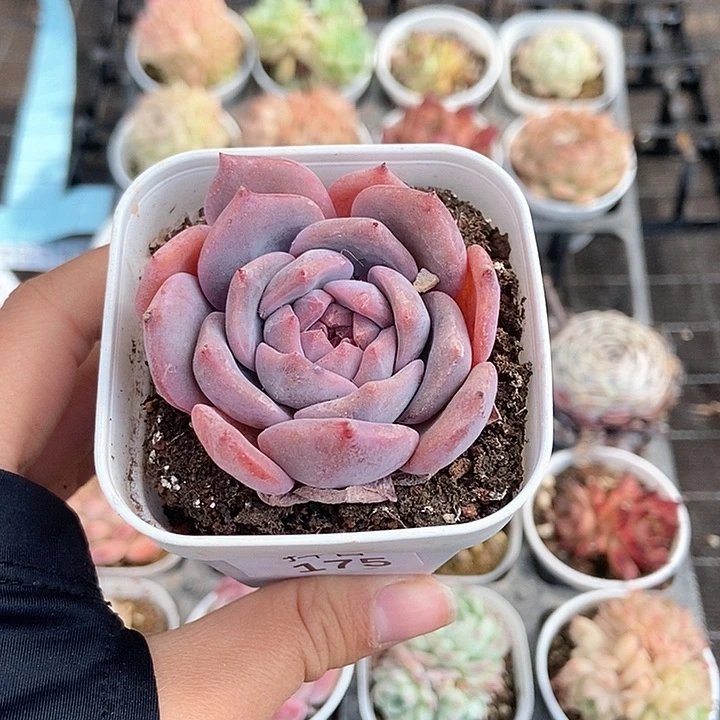 一物一拍满十元包邮发货 175