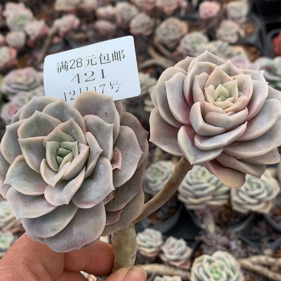 【闪购商品】云421号