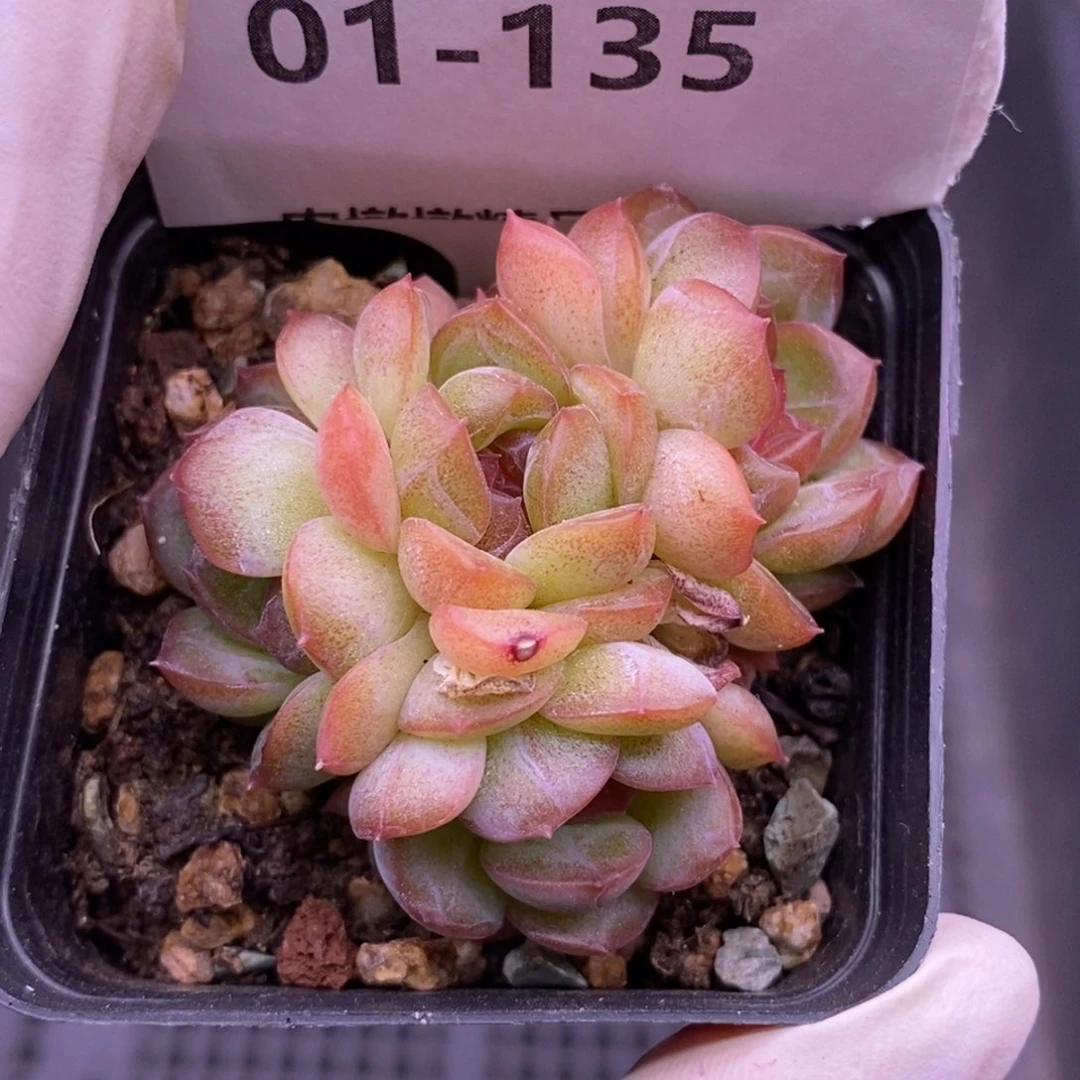 【闪购商品】01-135琴心