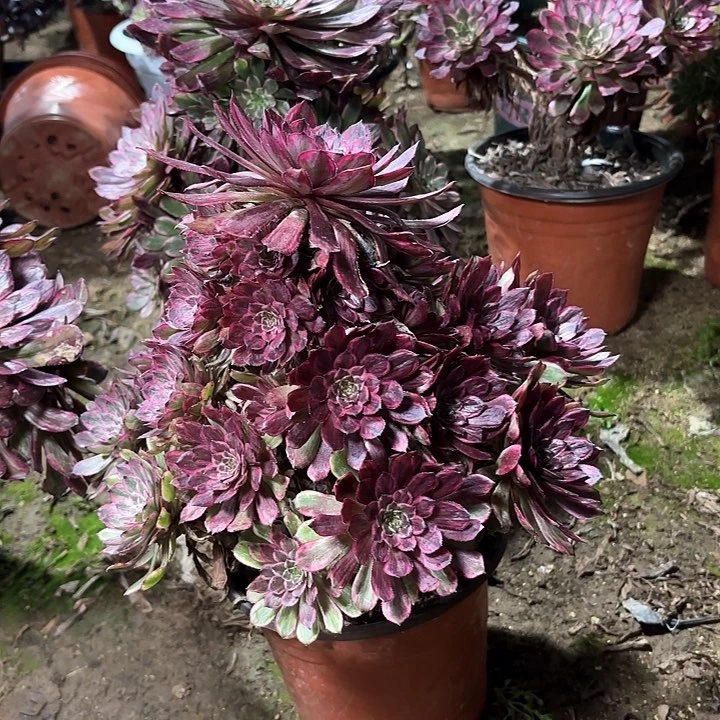 浅**然多肉植物法师紫霞仙子104